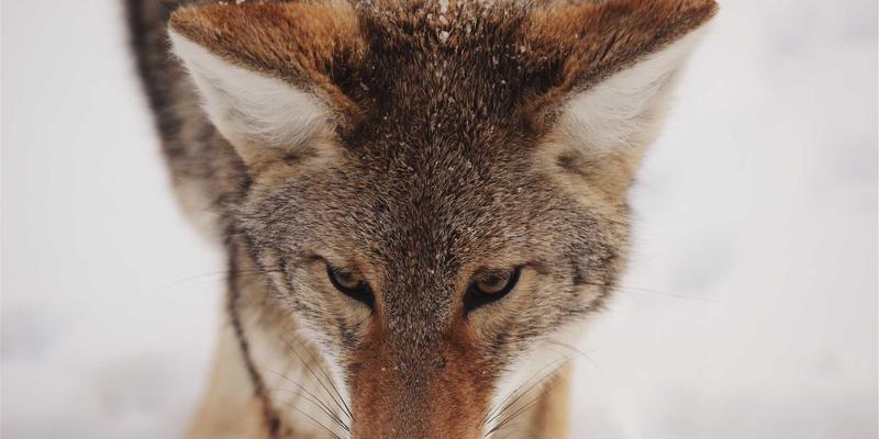 守护铁路安全生命线：中国雷闪SPD在线监测与智能维护策略解析